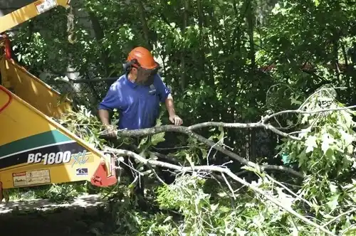 tree services Terrace Park